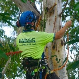 best tree removal company on the gold coast