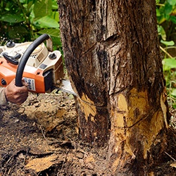 cost of removing a tree on the gold coast