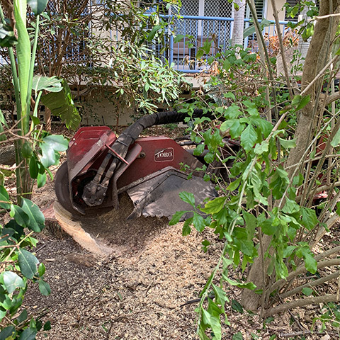 Stump grinding after tree removal on the gold coast