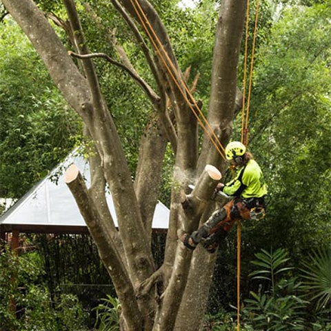 tree removal specialist Gold Coast