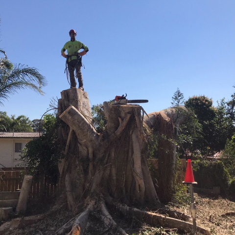 removal of a tree on the gold coast